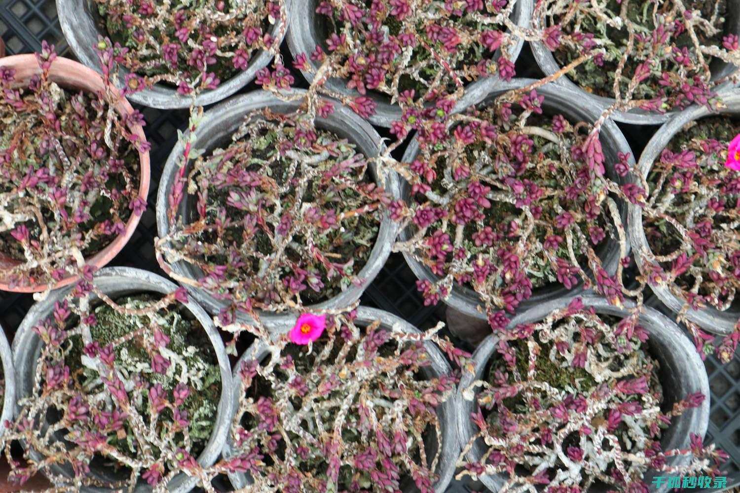 多肉植物养护技巧：如何控制光照强度 (多肉植物养护方法)