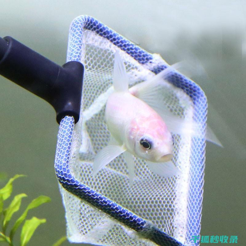 水族箱清洁误区