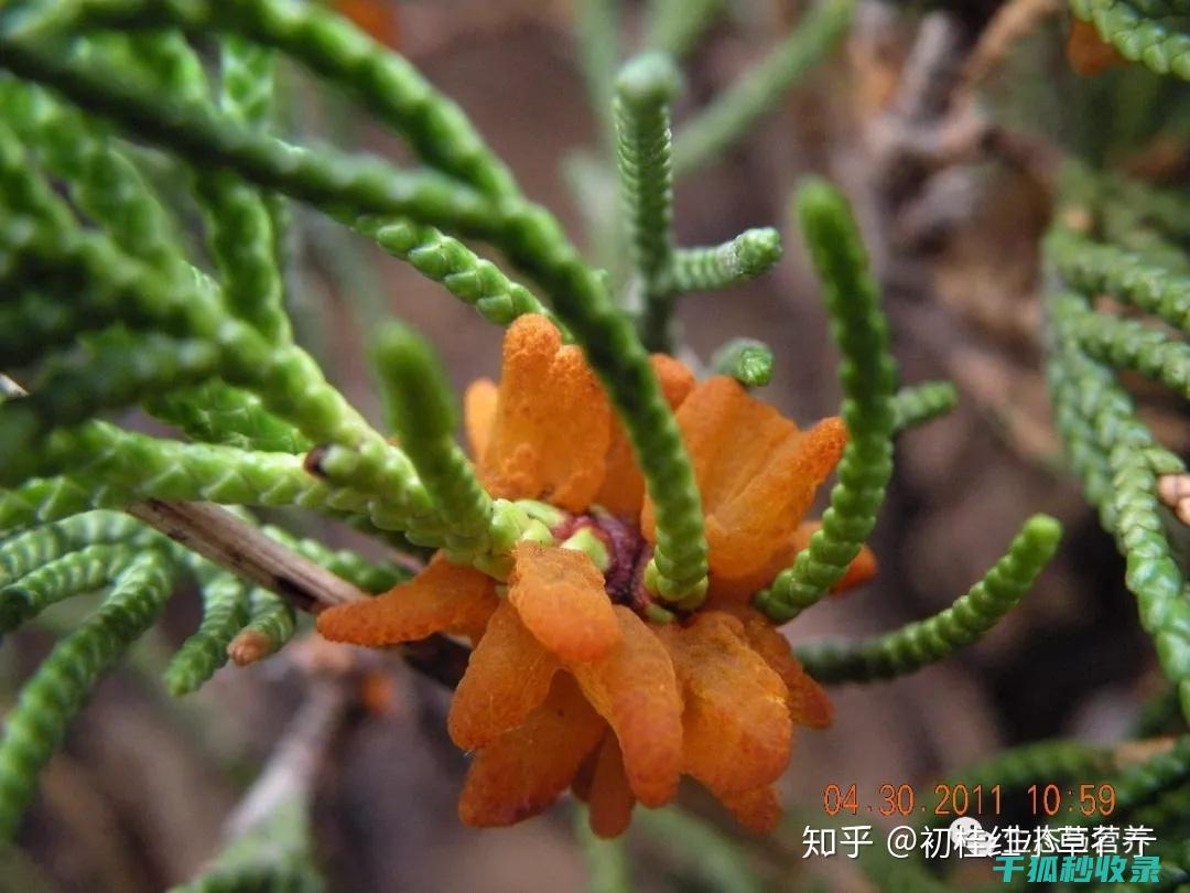 如何合理修剪减少病虫害传播途径