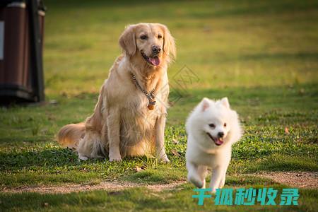 帮助您了解并为爱宠接种最有效的疫苗