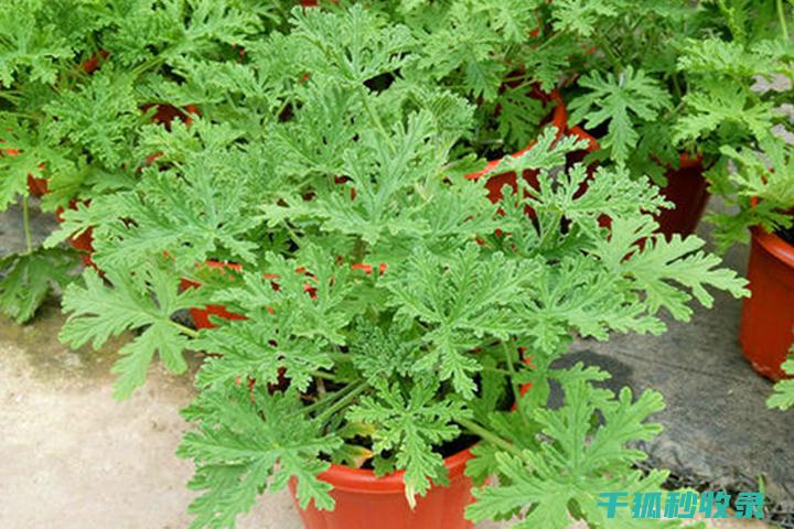驱蚊植物的种植与维护：让它们成为您的健康助手 (驱蚊植物的种类)